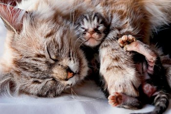 Anak kucing ini terlahir buta dan tuli namun dengan sentuhan, rasa, dan bau untuk tiga minggu ini dari sang ibu. Anak kucing ini bertahan. (kredit foto: Orphan Cam/Shutterstock)