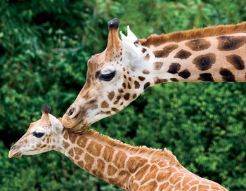 Ibu jerapah terlihat menciumi kepala anaknya. (kredit foto: Craig W. Walsh/iStockphoto.com)