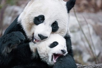 Ibu panda yang terlihat memeluk erat anaknya. (kredit foto: Michael Nichols/National Geographic Stock)