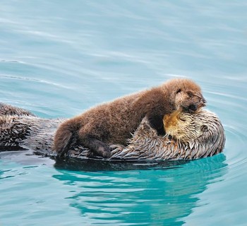     Ibu berang-berang laut ini tampak menjaga anjing laut di tepi laut untuk membuatnya tetap aman saat dia pergi. (kredit foto: Tom and Pat Leeson/ardea.com)