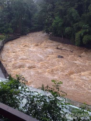 Ciliwung Deras Menggelora di Puncak, Warga Jakarta Waspadalah