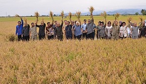 Panen Padi, SBY: Rasanya Tenteram Lihat Padi Seperti Ini