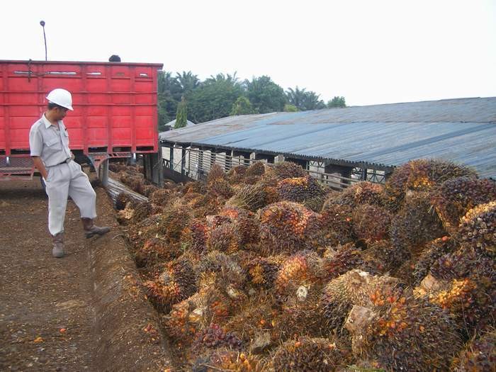 Ekspor CPO Indonesia Terus Anjlok Gara-gara Stok Dunia Melimpah