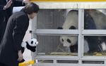 China Sewakan 2 Panda ke Belgia
