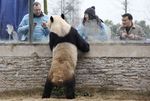 China Sewakan 2 Panda ke Belgia