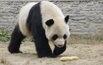 China Sewakan 2 Panda ke Belgia
