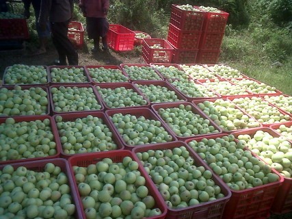 Petani Tak Hanya Diserbu Apel Impor, Tapi Juga Pestisida Asing