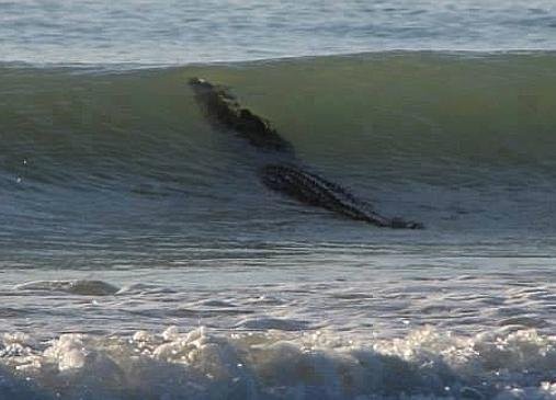 Ngeri! Buaya 4 Meter Berenang di Pantai Australia