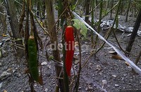 Sentra tanaman cabai di Jawa Timur terbagi menjadi dua yakni di kawasan Lereng Kelud dan Lereng Kumitir (Banyuwangi, Jember, Situbondo).
