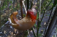 Dari kedua lereng tersebut, produksi cabai di kawasan ini memasok kebutuhan nasional sekitar 60%.