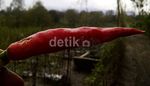 490 Hektar Lahan Cabai di Kediri Gagal Panen