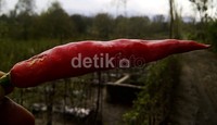 Dari 60% tersebut di Jawa Timur, sekitar 40% produksi cabe dipasok dari kawasan lereng Kelud (Kepung, Puncu, Plosoklaten) Kabupaten Kediri. Bahkan sekitar 20 ton cabai dari Kediri dikirim ke Kalimantan.