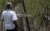 Upaya pemulihan yang dilakukan Dinas Pertanian, yang akan menyiapkan anggaran sekitar Rp 1,8 miliar untuk pembelihan benih.
