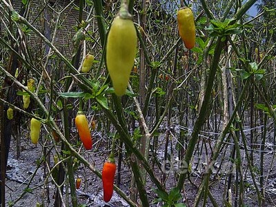 490 Hektar Lahan Cabai di Kediri Gagal Panen