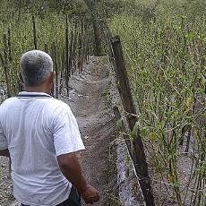 Gubernur Minta BI Putihkan Bunga Kredit Petani Cabai Korban Kelud