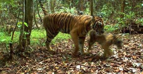 Hutan di Riau Terbakar, Harimau Keluar dari Habitatnya
