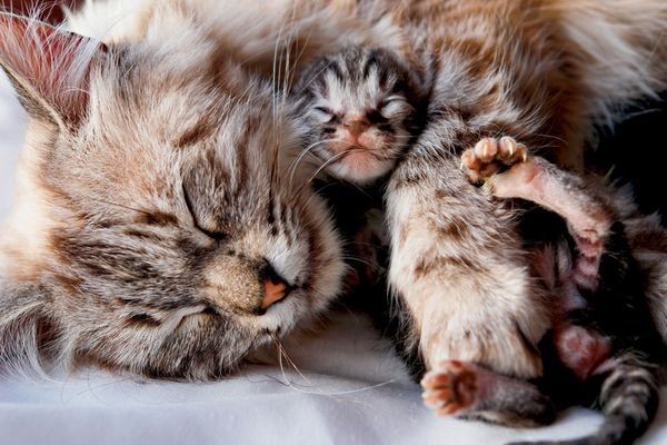 Tendang Kucing Hingga Mati, Pria Inggris Ini Dibui 18 Minggu
