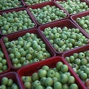 Petani Apel Malang Beralih Usaha ke Bisnis Kebun Tebu dan Sewa Vila
