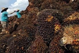 Kebijakan Biodiesel Dongkrak Harga Kelapa Sawit