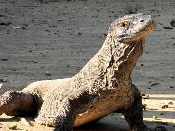 Hewan Langka Indonesia Ada Di 5 Taman Nasional Ini