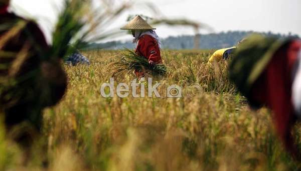 Petani Ingin Benih Padi Gratis? Ini Syaratnya