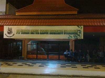 Penyebab Matinya Unta Koleksi KBS Belum Diketahui