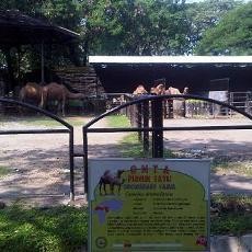 Unta Jantan KBS yang Mati Didatangkan dari Australia