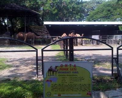 Unta Jantan KBS yang Mati Didatangkan dari Australia