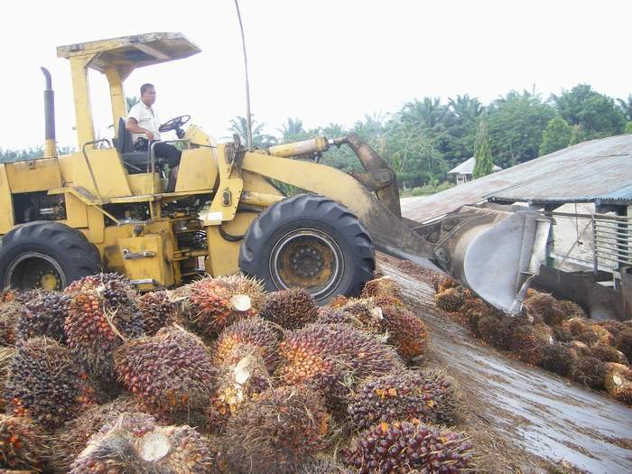 Rugi Selisih Kurs, Laba Astra Agro Anjlok 25% Jadi Rp 1,8 Triliun