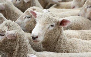 Daging Domba Lebih Kaya Protein dan Zat Besi Dibandingkan Daging Kambing