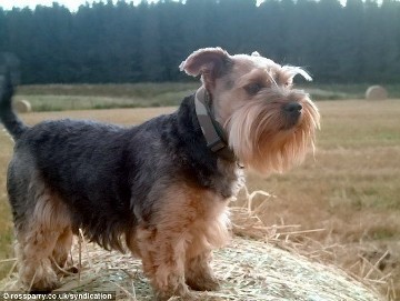 Tiga Ekor Anjing Yorkshire Terrier Jadi Binatang Langka Terbaru Di