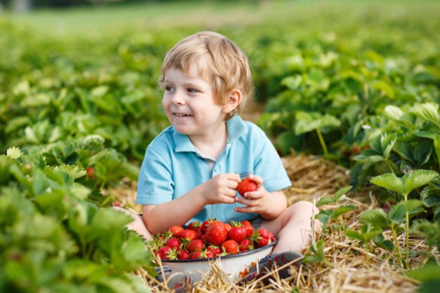 Anak Sering Terpapar Matahari? Berikan Tomat dan Strawberry Agar Kulit Tetap Sehat