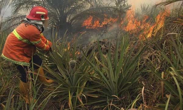Satgas Darurat Asap Bakar Gubuk-gubuk yang Diduga Dihuni Perambah Hutan