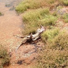 Wuih! Ular di Australia Telan Buaya Utuh-utuh