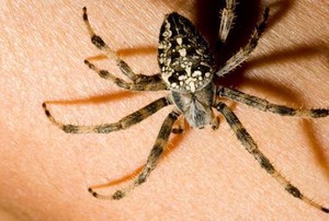 Separuh Tubuh Kakek Ini Lumpuh Lalu Meninggal Setelah Digigit Laba-laba