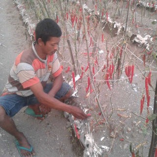 Letusan Gunung Sinabung Picu Kerugian Sektor Pertanian Rp 1,5 T