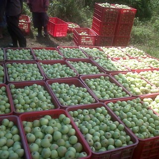 Indonesia Impor Apel Rp 129 Miliar di Awal 2014