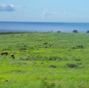 Merasakan Surga di Tanah Sumba