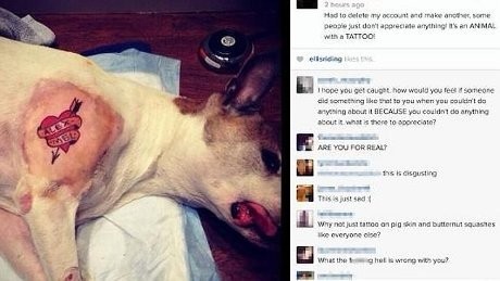 Duh! Seniman Tato di AS Menato Anjingnya Usai Operasi