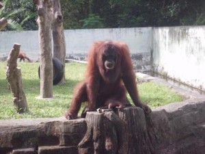 Asyiknya Tamasya ke Kebun Binatang Gembiraloka