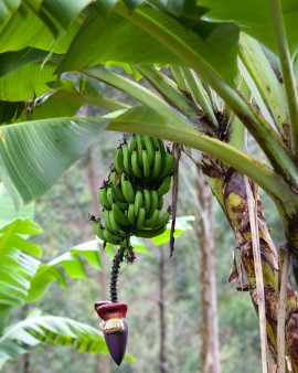 9 Makanan Ini Jadi Langka dan Mahal Akibat Perubahan Iklim (2)