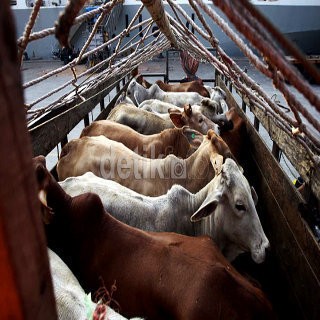 RI Akan Datangkan Lagi 270 Ribu Sapi Impor