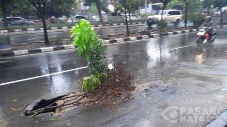 Lubang Menganga Dekat Pramuka LIA Ditanami Ranting Pohon