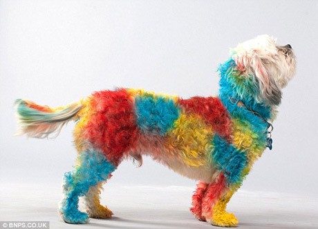 Lucunya, Anjing Dicat Warna Warni Jadi Karya Seni
