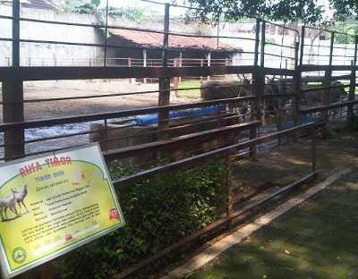 Penyebab Mati Rusa Timor Jantan KBS akibat Bertarung Sesama Satwa