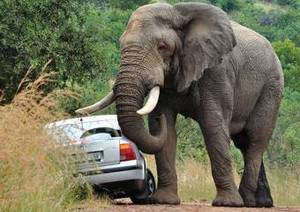 Mobil Tabrak Gajah, 6 Orang Tewas