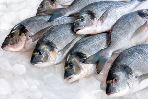 Guna Penuhi Kebutuhan Protein Anak, Lebih Baik Ikan Laut atau Air Tawar?