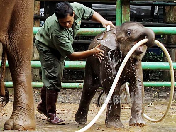 Perawatan Satwa di Ragunan