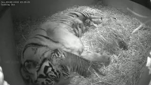 Harimau Sumatera Serupa Melati Tinggal Tersisa 300 Ekor