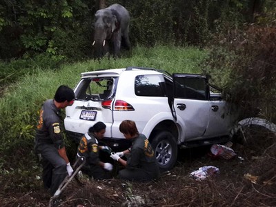 Mobil Tabrak Gajah, 6 Orang Tewas 